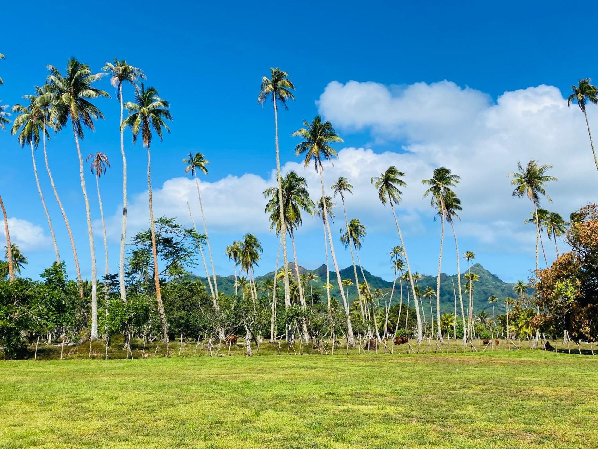 Huahine Serenity Cottage Maroe Luaran gambar
