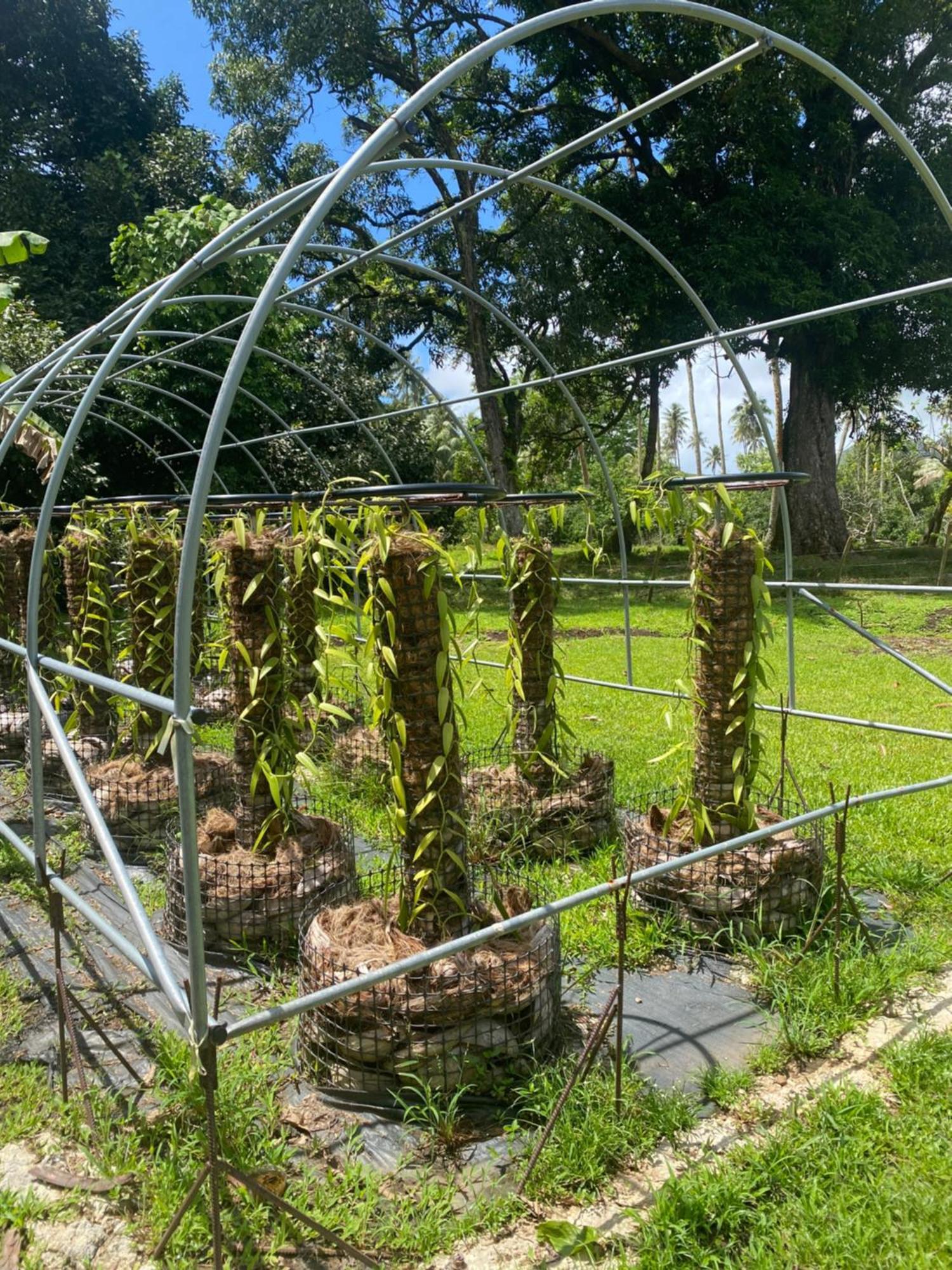 Huahine Serenity Cottage Maroe Luaran gambar